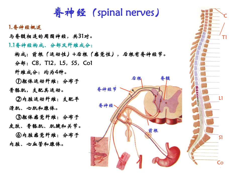 神经解剖学脊神经课件.ppt_第3页