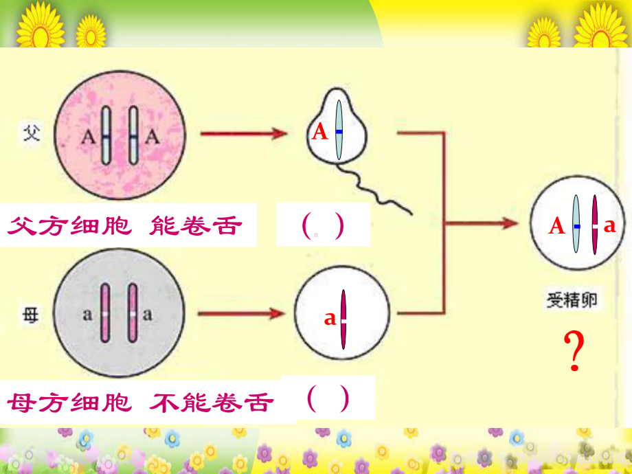 人教初中生物八下《第7单元-第2章-第3节-基因的显性和隐性》-精美原创课件-8.ppt_第1页