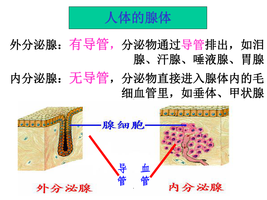 人体的体液调节教学课件.ppt_第3页