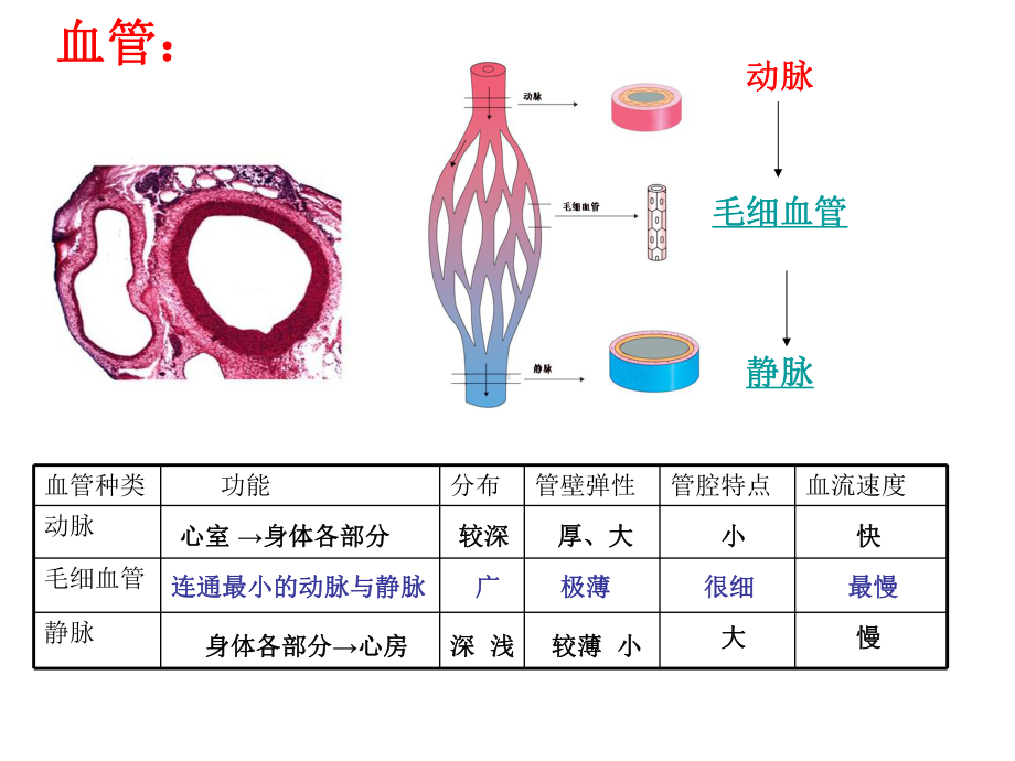 人体内的物质运输复习8济南版课件.ppt_第2页