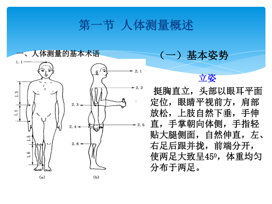 人体测量基本术语立姿挺胸直立课件.ppt_第3页