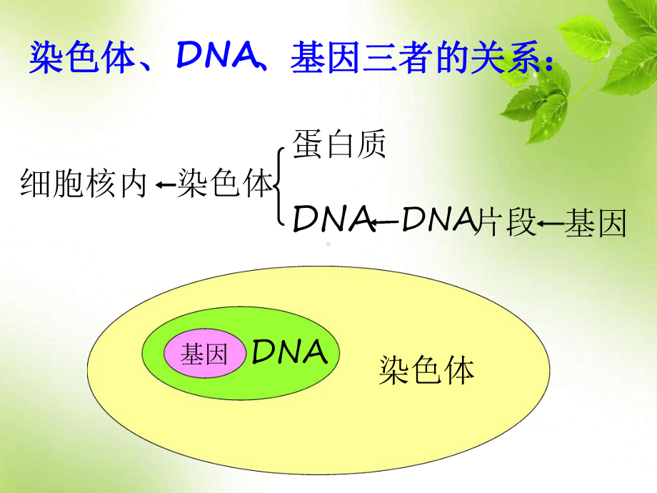 人的性状和遗传课件.ppt_第1页