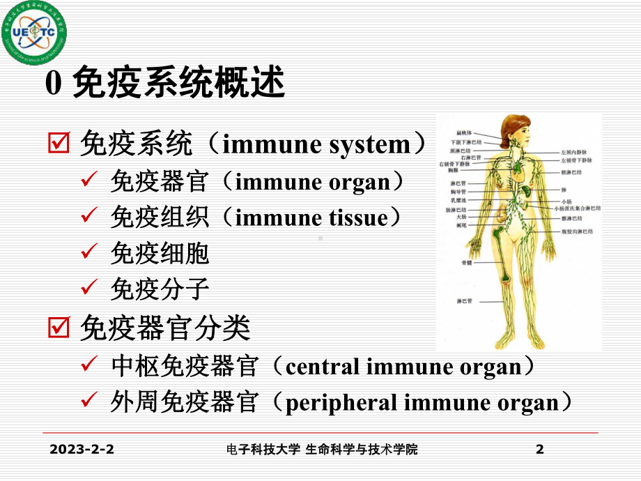 免疫学精选课件02免疫系统、器官与组织.ppt_第2页