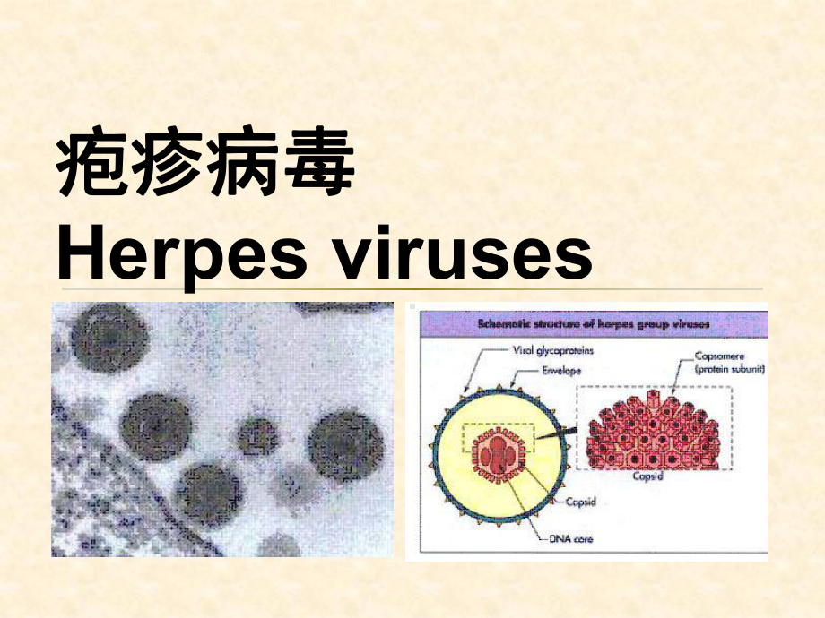 疱疹病毒完整2课件.ppt_第1页