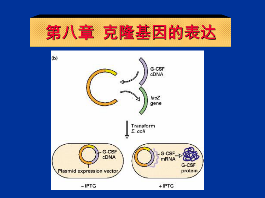 第八章克隆基因的表达课件.ppt_第2页