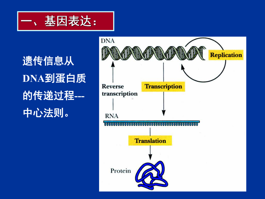 第八章克隆基因的表达课件.ppt_第3页