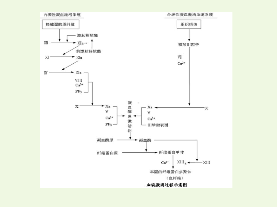 影响血液及造血系统的药物药理学24课件.ppt_第2页