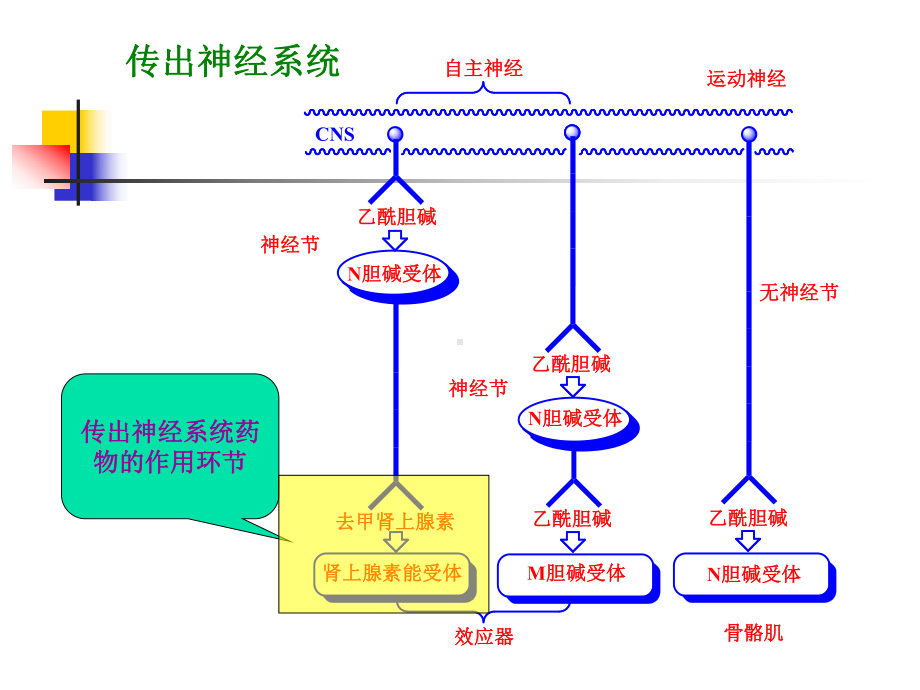 第三章拟肾上腺素药和抗肾上腺素药课件.ppt_第1页