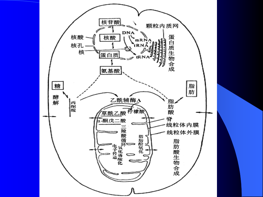 第十七章代谢的调节和控制课件.ppt_第3页