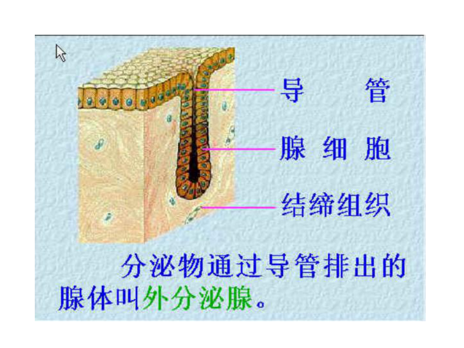 内分泌腺和外分泌腺课件.ppt_第2页