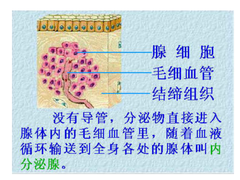 内分泌腺和外分泌腺课件.ppt_第3页