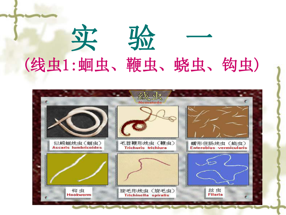 蛔虫钩虫蛲虫课件.ppt_第1页