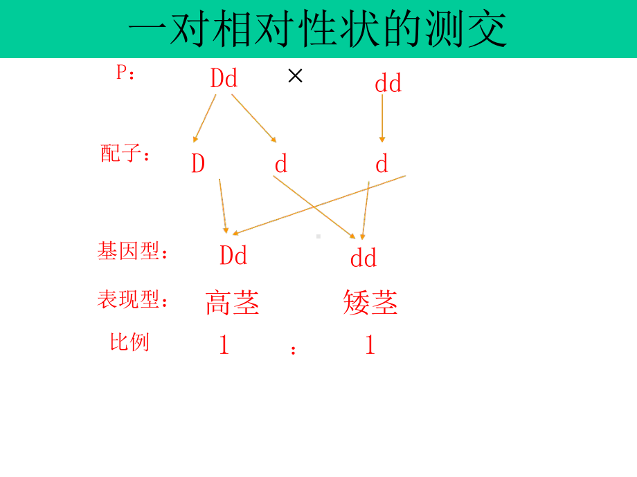 基因的连锁互换规律解析课件.ppt_第2页