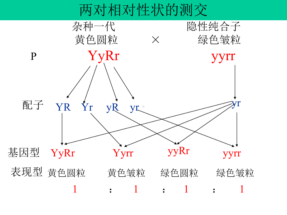 基因的连锁互换规律解析课件.ppt_第3页