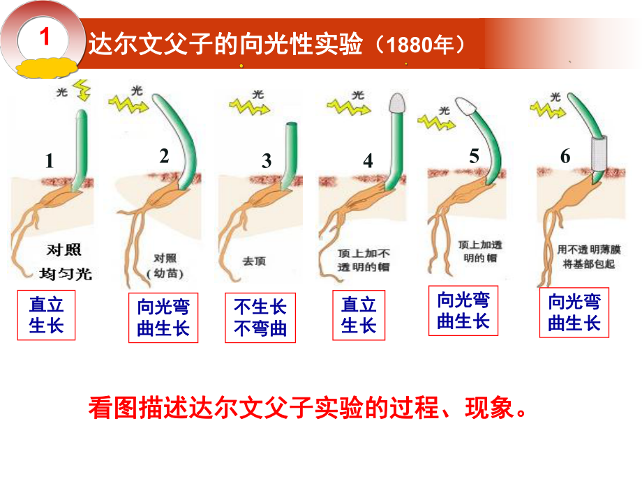 生长素的发现课件.ppt_第3页