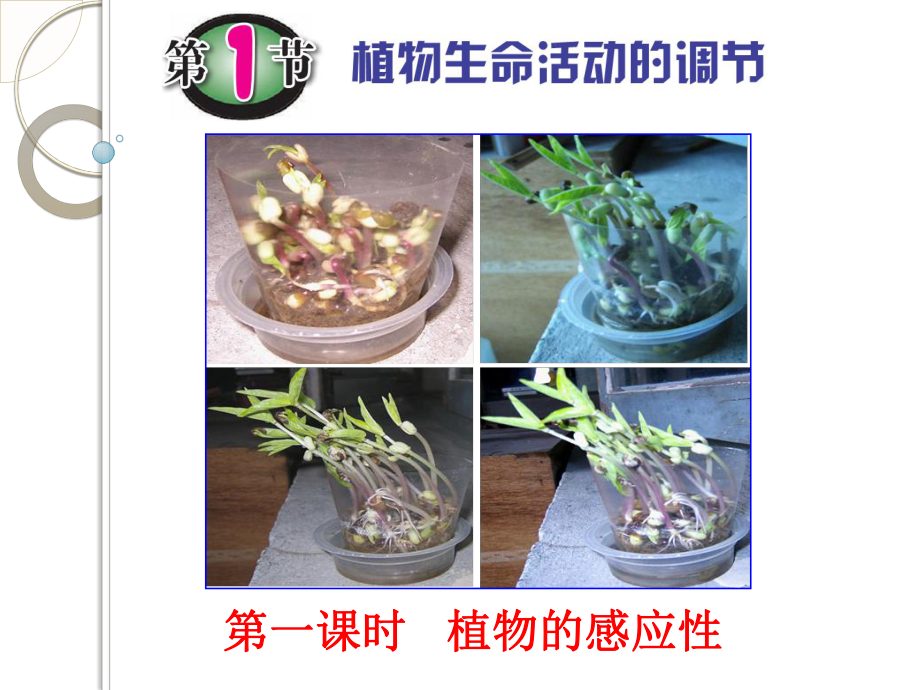 把这盆小麦幼苗放在硬纸盒里课件.ppt_第1页