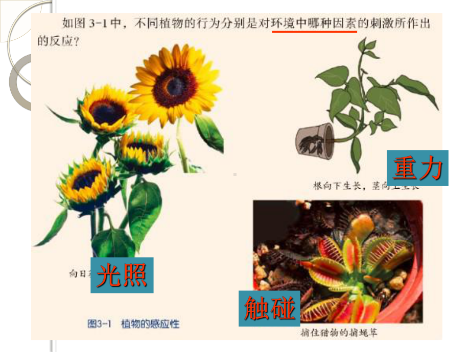 把这盆小麦幼苗放在硬纸盒里课件.ppt_第3页