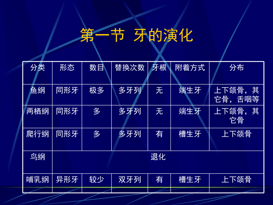 牙体解剖生理课件.ppt_第3页