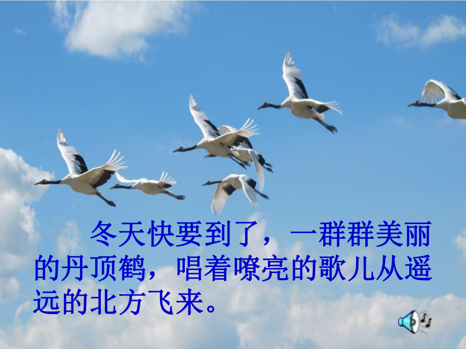 美丽的丹顶鹤课件.ppt_第3页