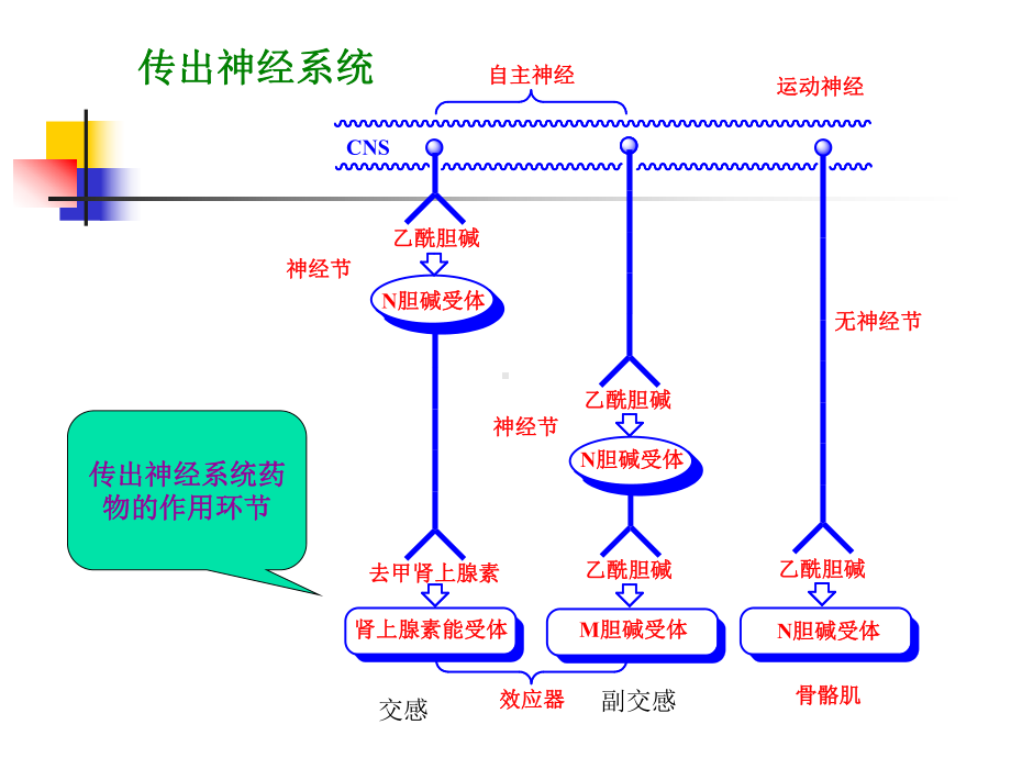 第三章拟胆碱药和抗胆碱药课件讲义.ppt_第2页