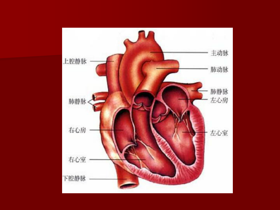 心血管病的护理课件.ppt_第3页