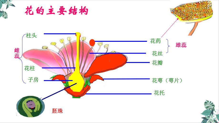 人教版开花和结果名师课件.pptx_第2页