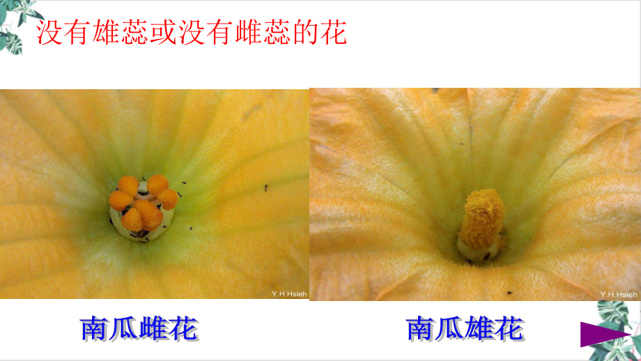 人教版开花和结果名师课件.pptx_第3页