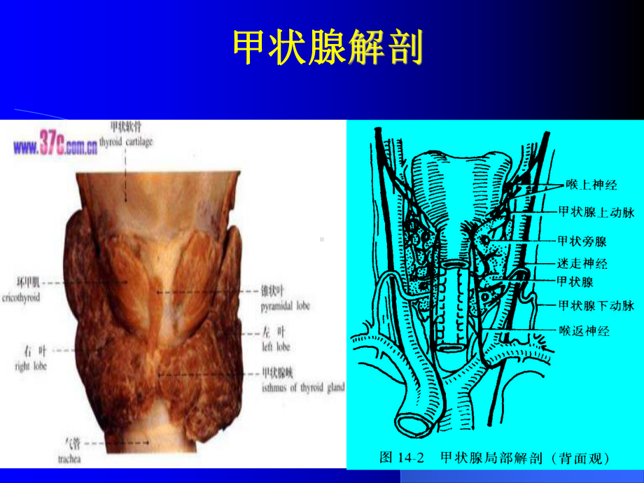 章颈部疾病病人护理课件.ppt_第2页