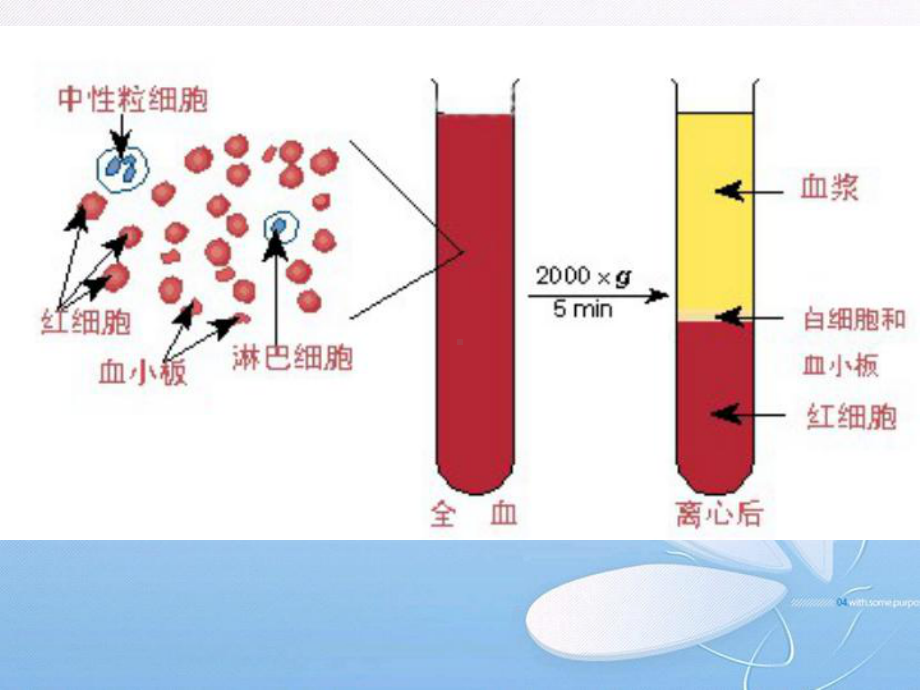 第6章血液系统疾病课件.ppt_第2页