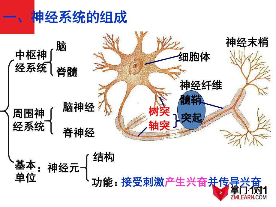 必修3稳态与环境21通过神经系统的调节课件.ppt_第2页