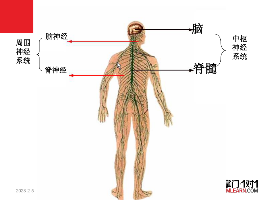 必修3稳态与环境21通过神经系统的调节课件.ppt_第3页