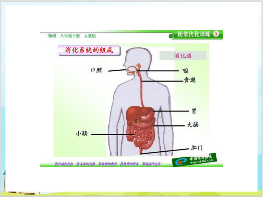 六年级下册科学《5消化与吸收》冀人版课件.ppt_第3页