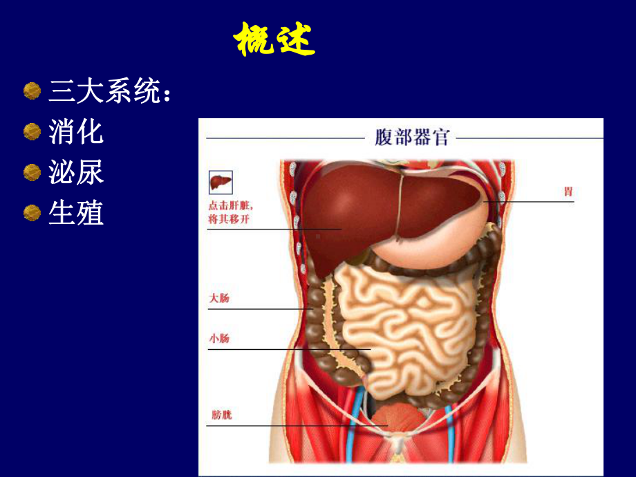 第23章腹部外科与泌尿外科手术的麻醉课件.ppt_第3页