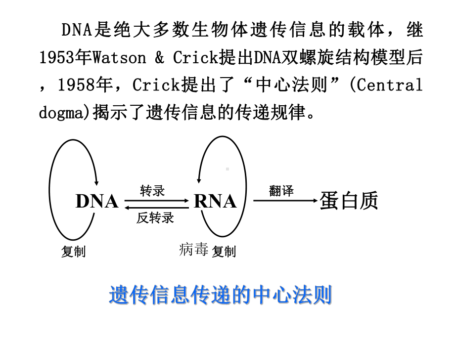 第六章 核酸化学yu代谢3课件.ppt_第2页