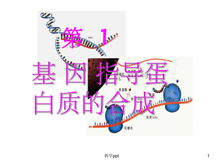 人教版教学课件基因指导蛋白质的合成.ppt_第1页