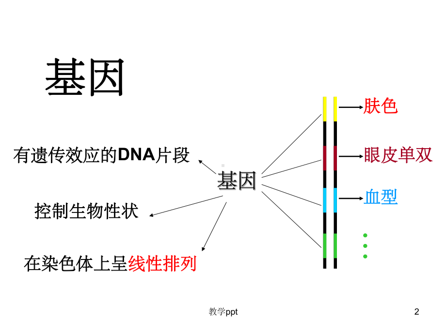 人教版教学课件基因指导蛋白质的合成.ppt_第2页