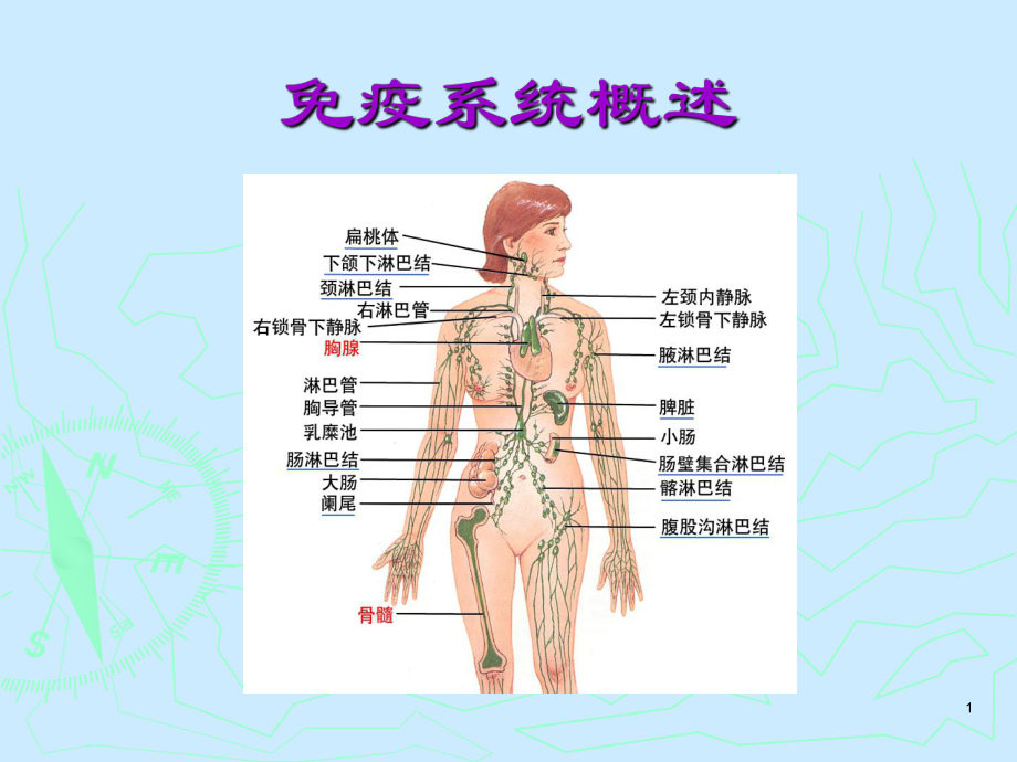 免疫学课件免疫器官和组织.ppt_第1页