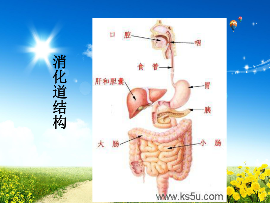 便秘病人的护理课件.ppt_第2页