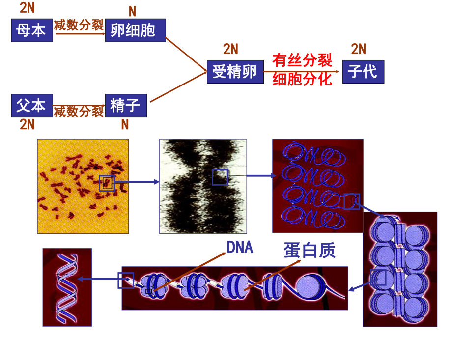 实例产物碱基互补原料模板不同层次遗传物质组成基因的分离自由课件.ppt_第2页