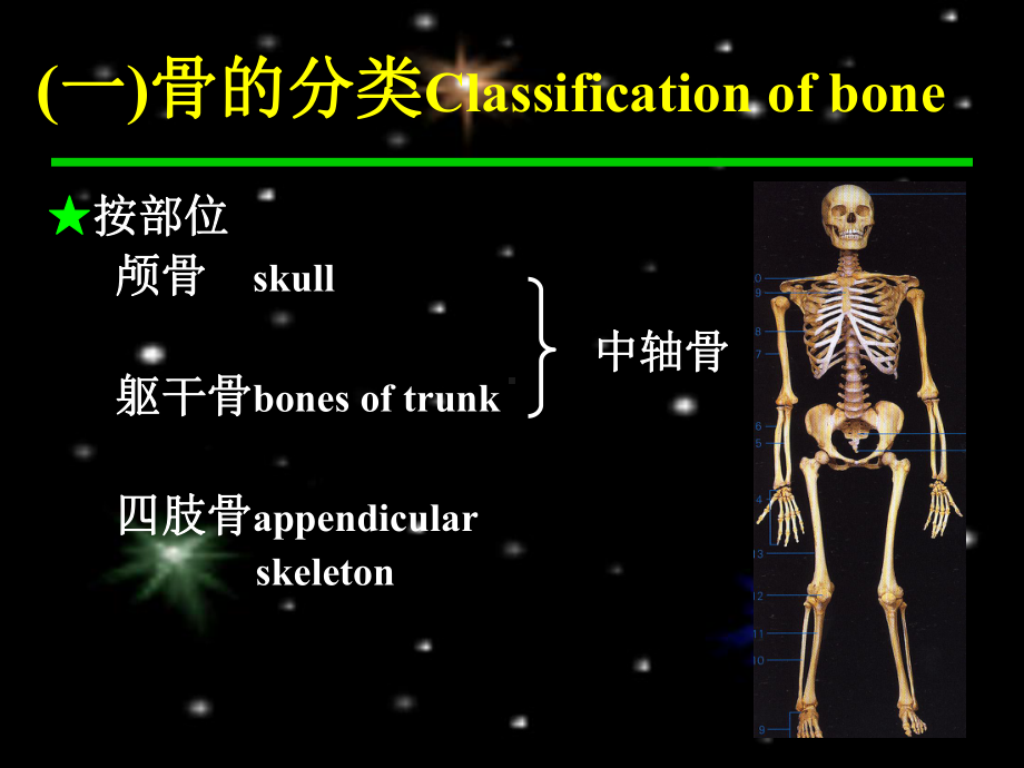 人体骨骼课件.ppt_第2页