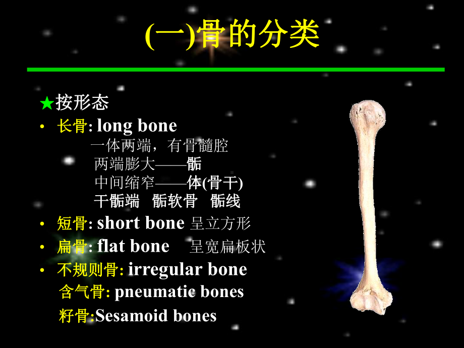 人体骨骼课件.ppt_第3页