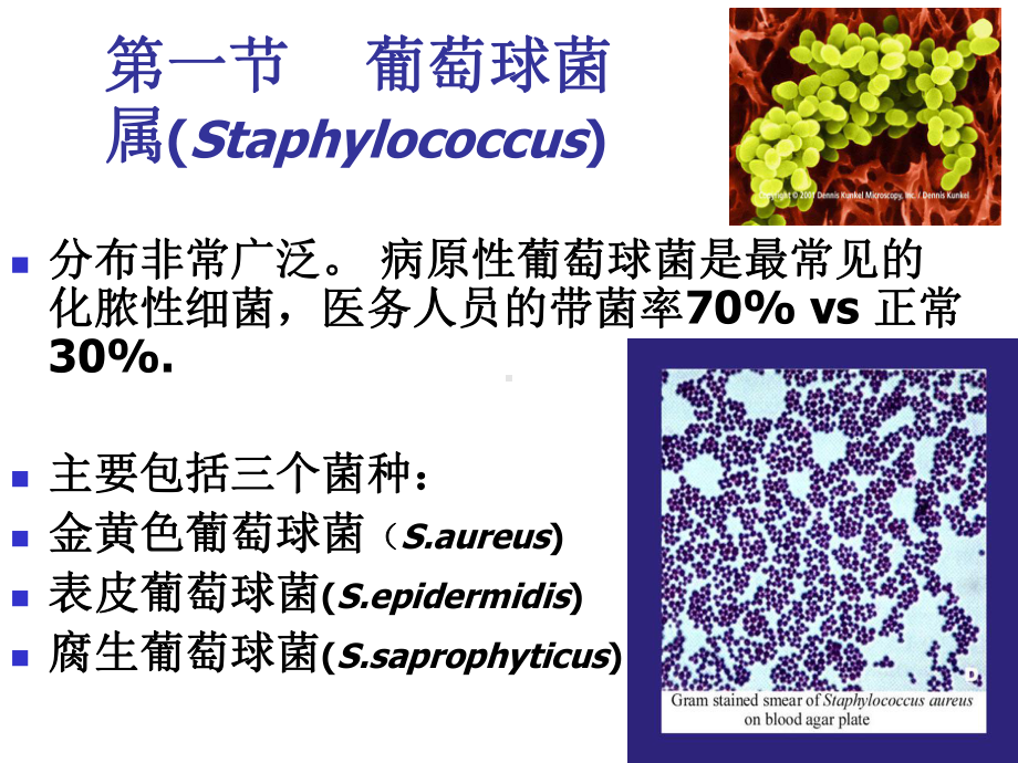 第9章球菌课件.ppt_第2页