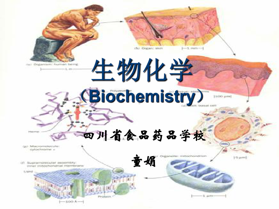 第一章生物化学与生化药物课件.ppt_第1页