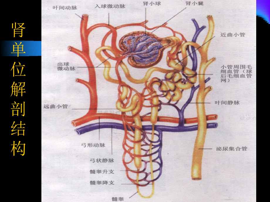 尿液检验及肾功能评价课件.ppt_第2页