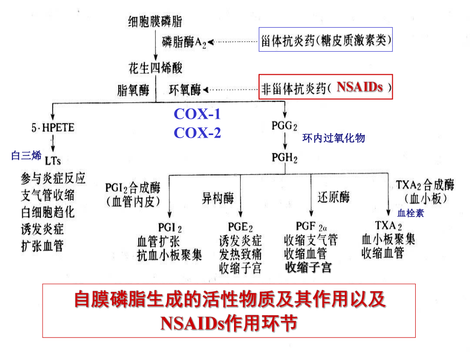 第十六章解热镇痛抗炎药课件讲义.ppt_第2页