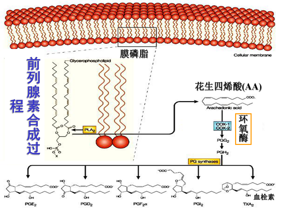 第十六章解热镇痛抗炎药课件讲义.ppt_第3页