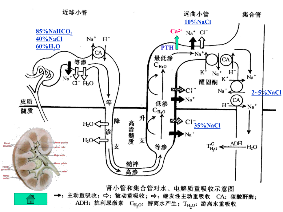 第二十四章：利尿药和脱水药课件.ppt_第3页