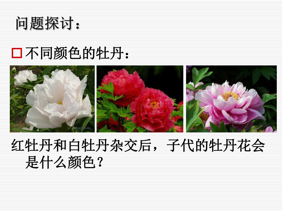 第一节基因的分离定律课件.ppt_第3页