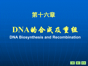 第16章 DNA的生物合成和损伤修复(熊宇芳)课件.ppt