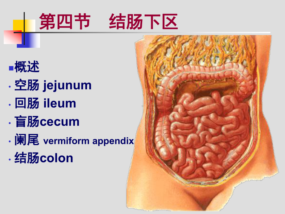 结肠下区解剖课件(同名723).ppt_第2页